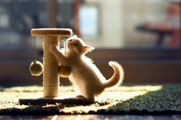 Gatito peludo afila sus garras