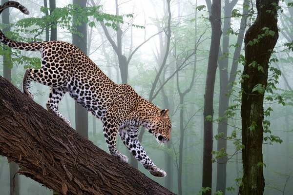 Leopard in the forest. Leopard on the hunt