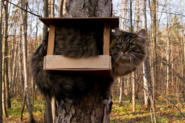 Le chat a choisi une mangeoire à oiseaux