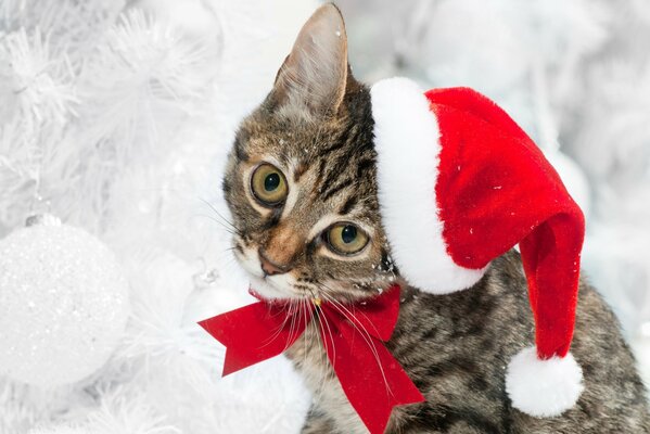 A cat in a Santa Claus costume