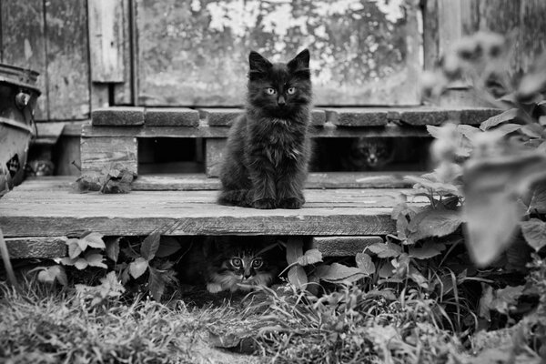 The cat sits imperiously on the porch, surrounded by leaves