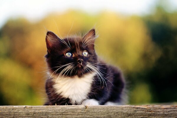 A black and white kitten is sitting on a tree trunk