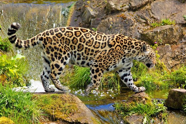 Jaguar kam zu einem Wasserfall, um etwas zu verdienen