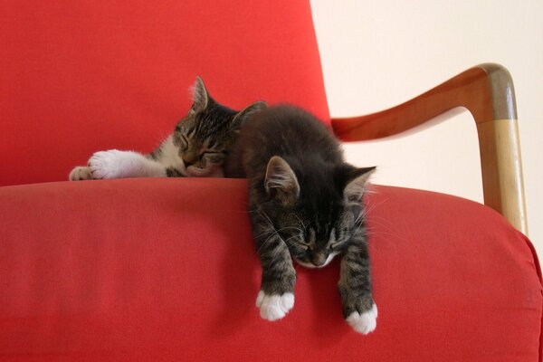 Two kittens sprawled on a red armchair