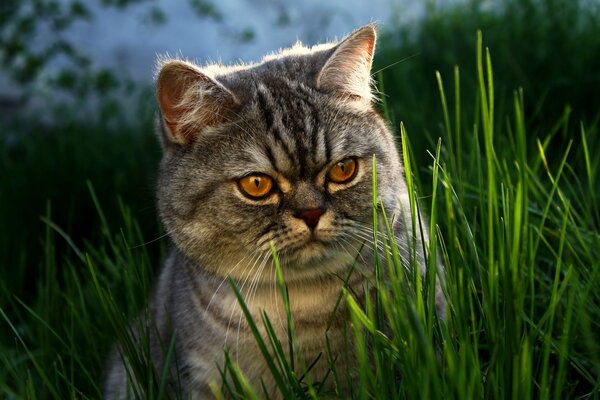 Chat rayé dans l herbe verte