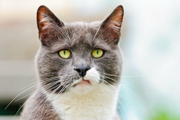 El ceño fruncido del gato gris