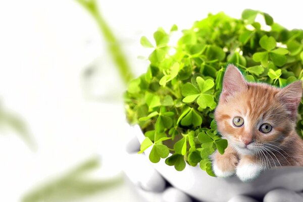 Ginger kitten in a flower pot