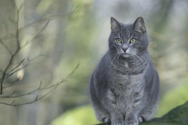 Un gato gris con una mirada atenta