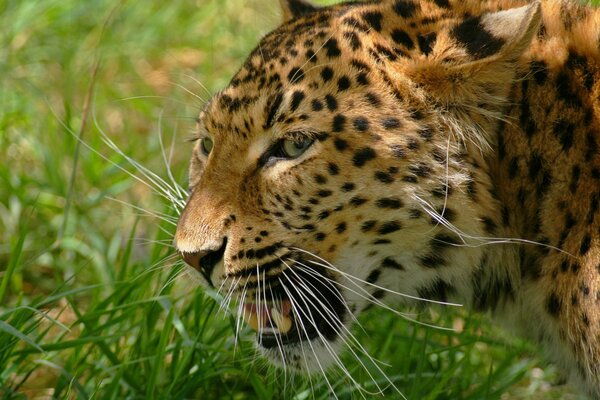 Leopardo se enoja y chisporrotea abriendo la boca