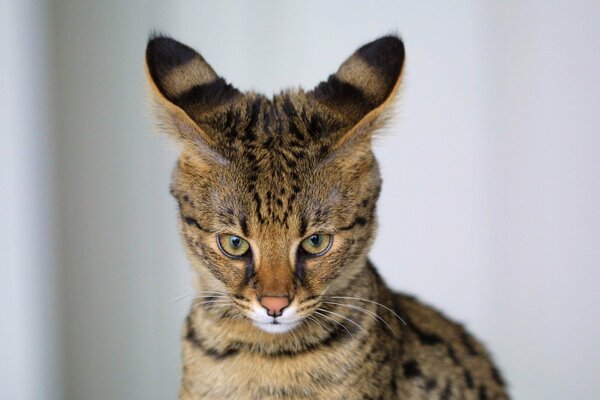 Katze Serval mit großen Ohren