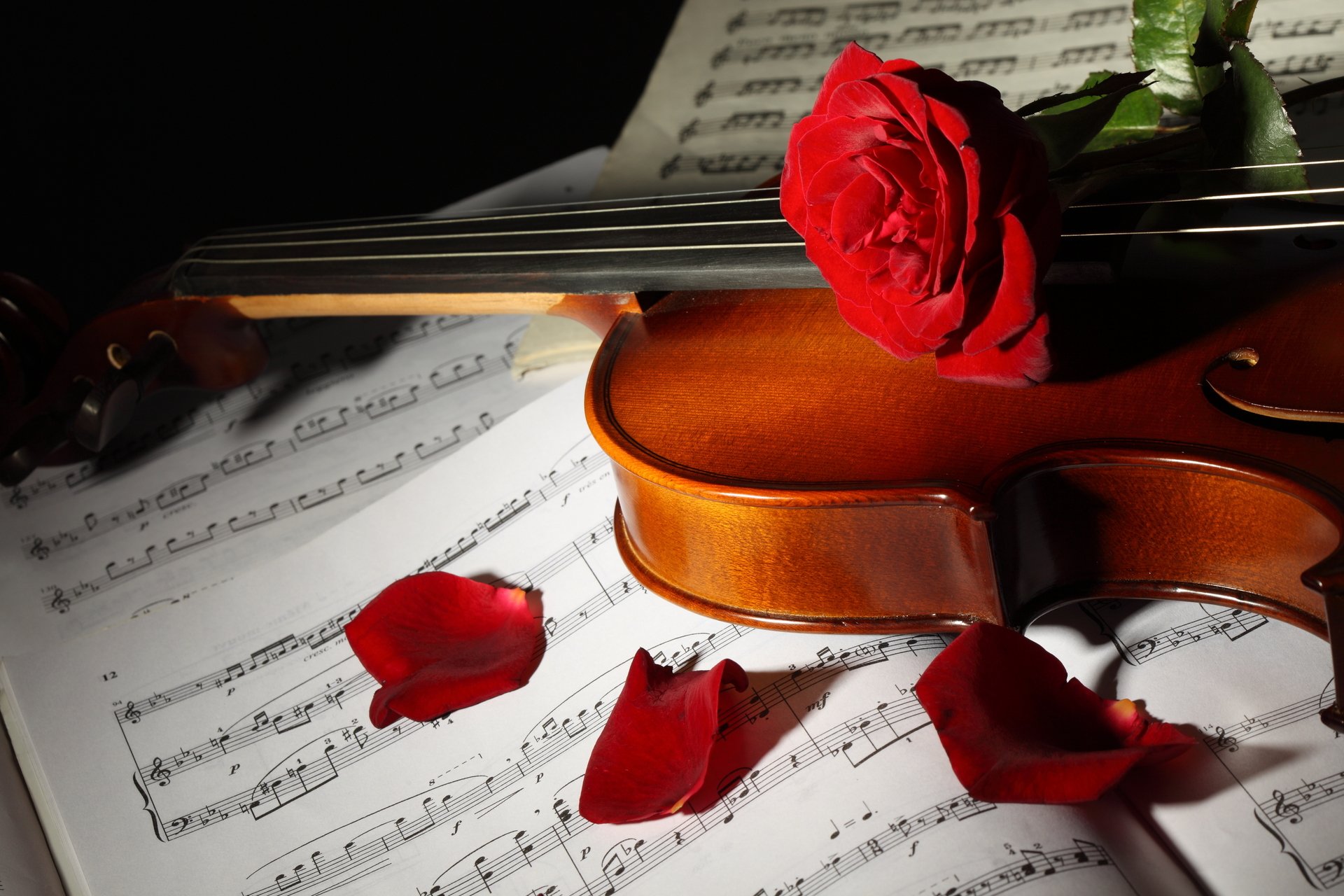 notas violín flores rosas pétalos