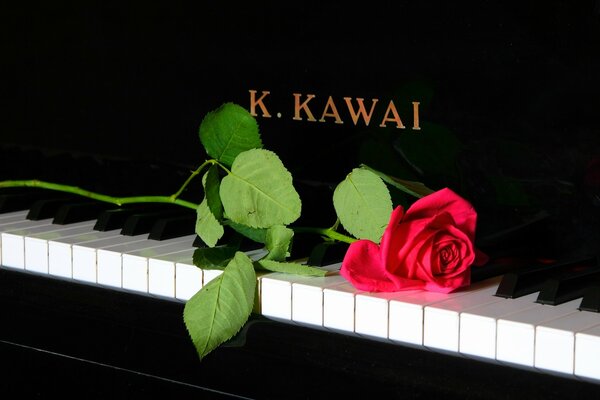 The rose is lying on the piano key