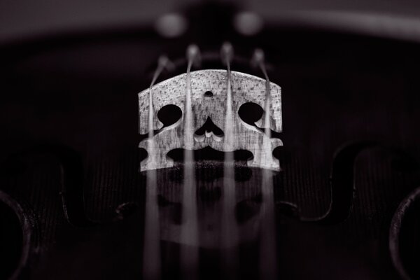 The delicate strings of a delicate violin