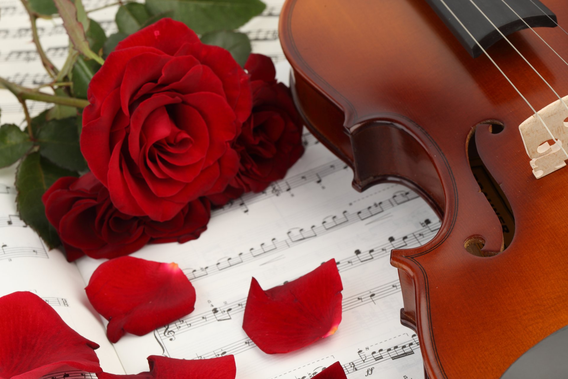 musica libro spartiti violino fiori rose petali