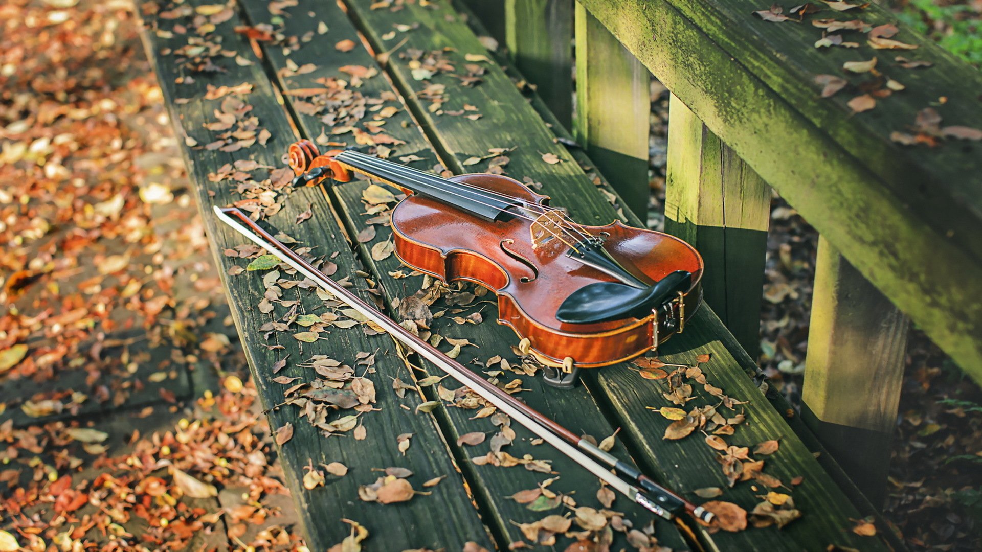 violon musique banc