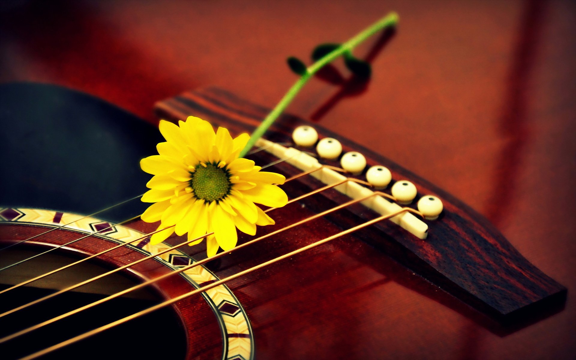 flor guitarra macro