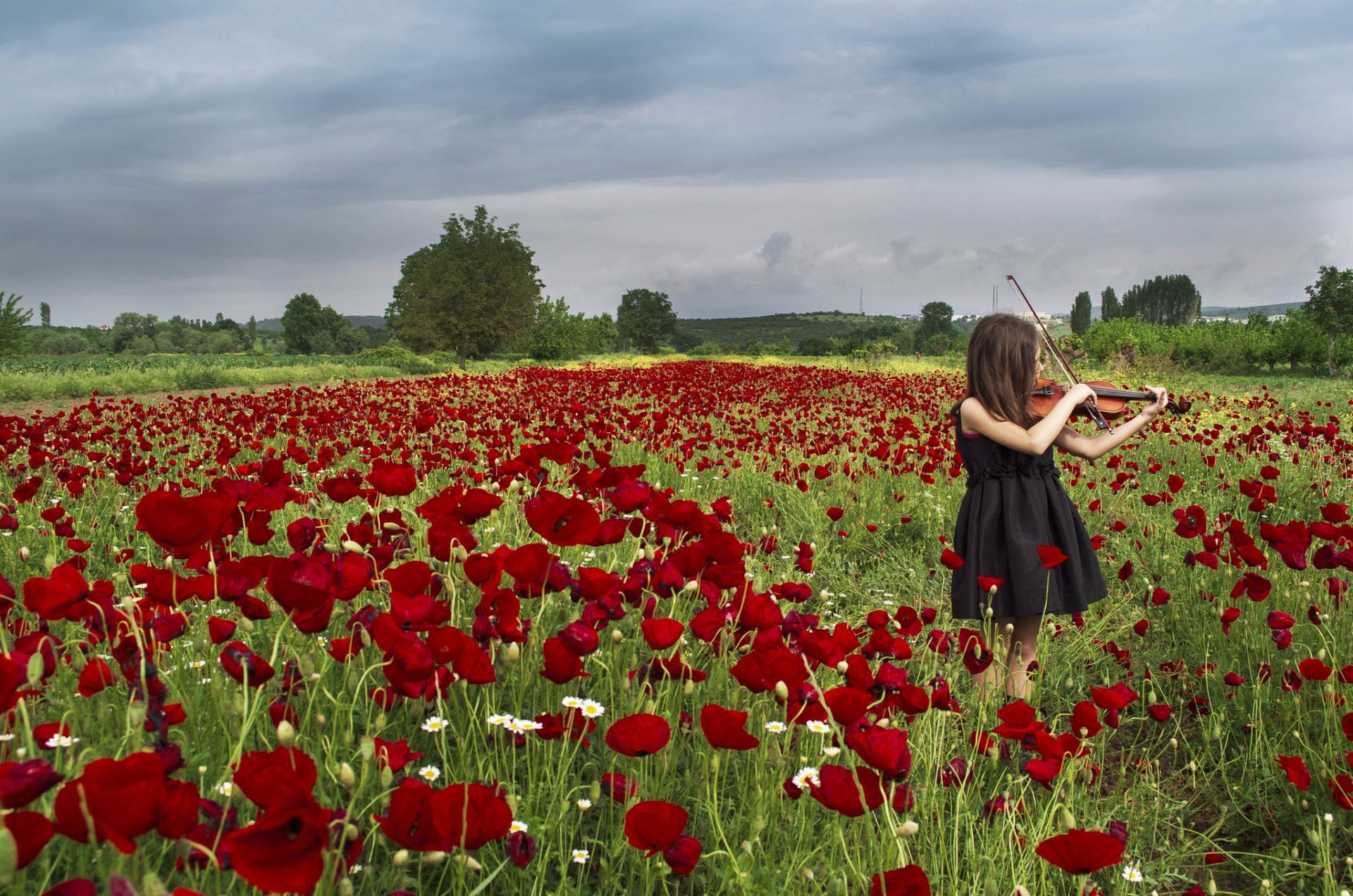 girl violin poppies little violinist