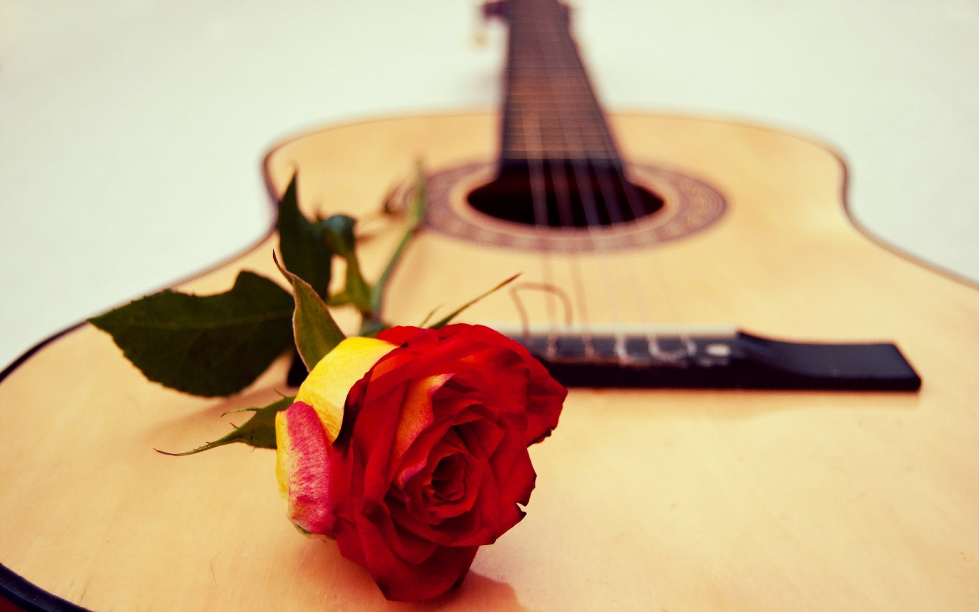 gitarre musik rose