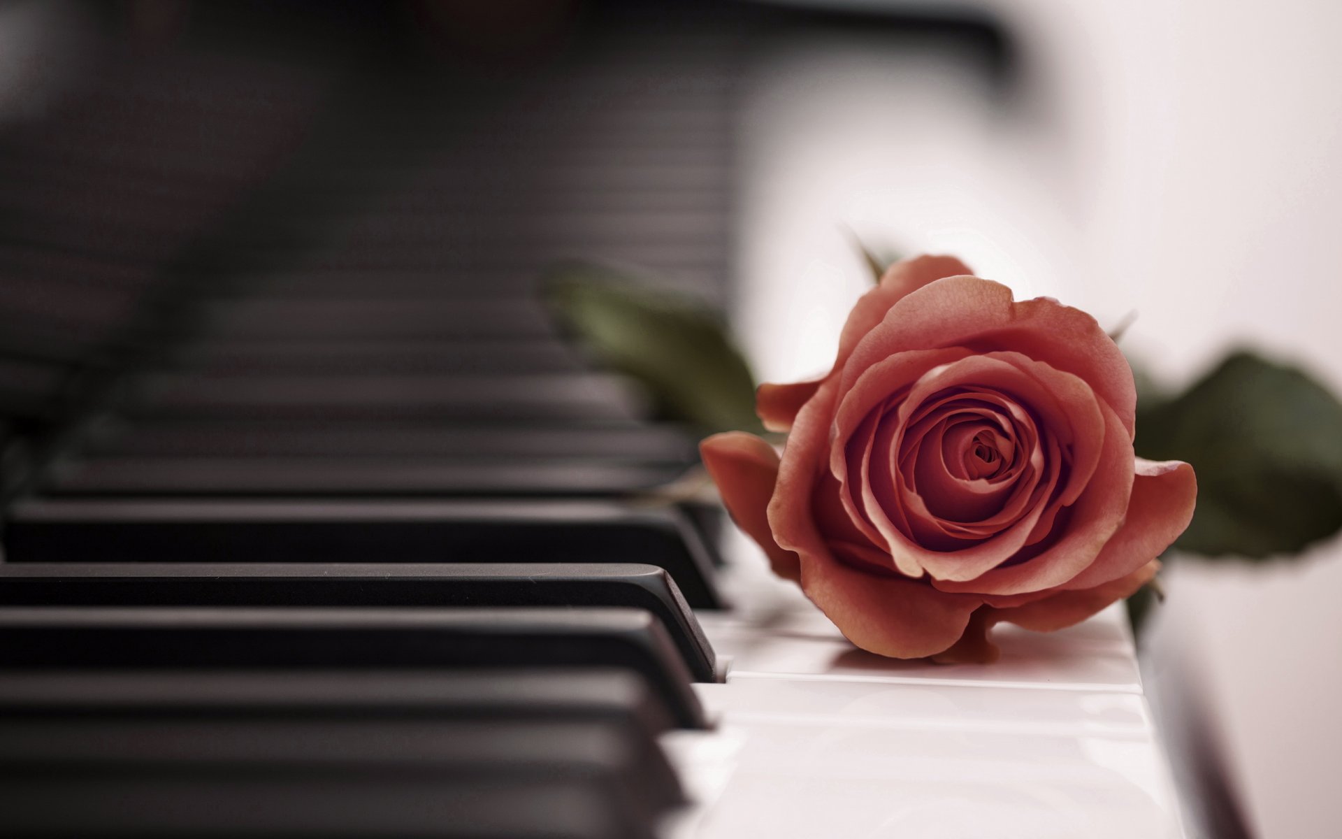 piano rose music