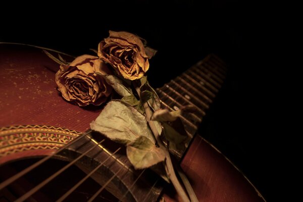 Zwei verwelkte Rosen auf der Gitarre