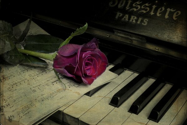 A burgundy rose lies on the keys