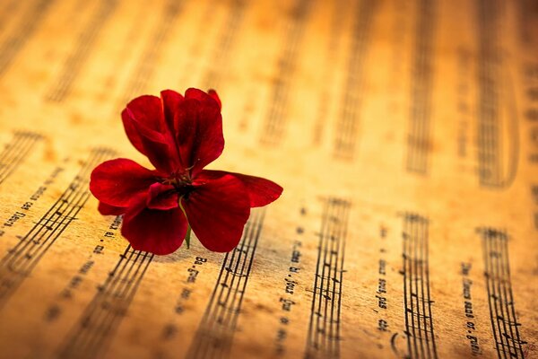 Rote Blume auf einem Blatt mit Noten