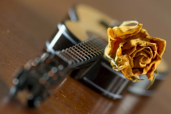 Guitare avec rose dans les cordes