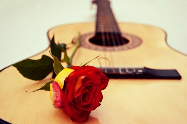 Sur la guitare se trouve une rose jaune-rouge