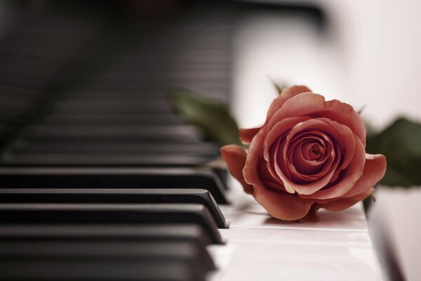 Rose rouge sur les touches du piano