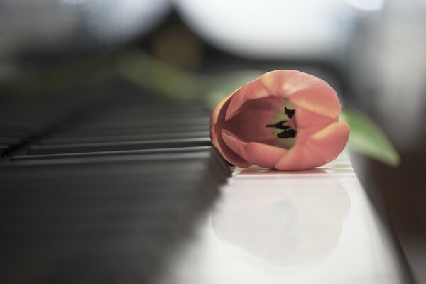 A tulip lying on the piano keys