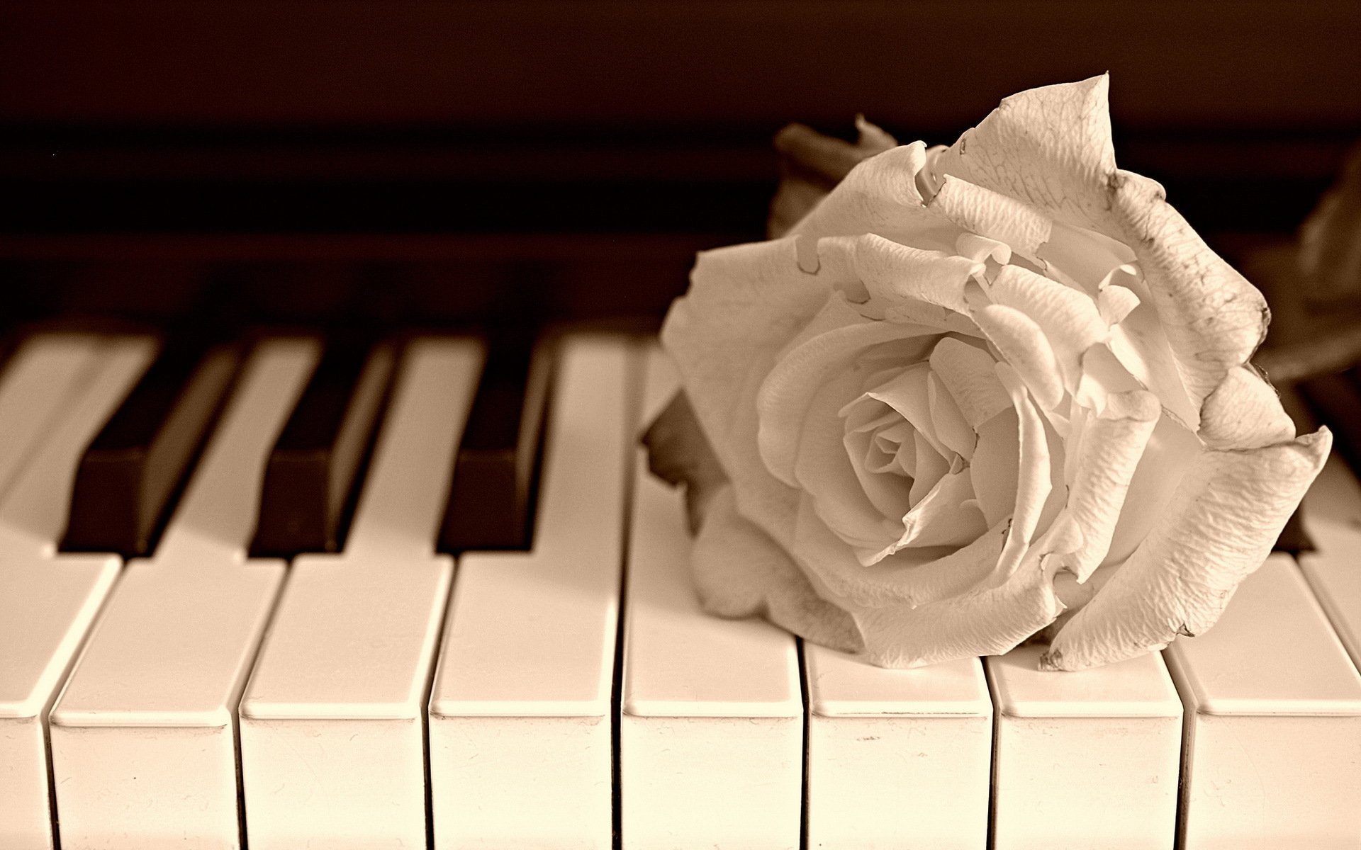 flower rose piano music