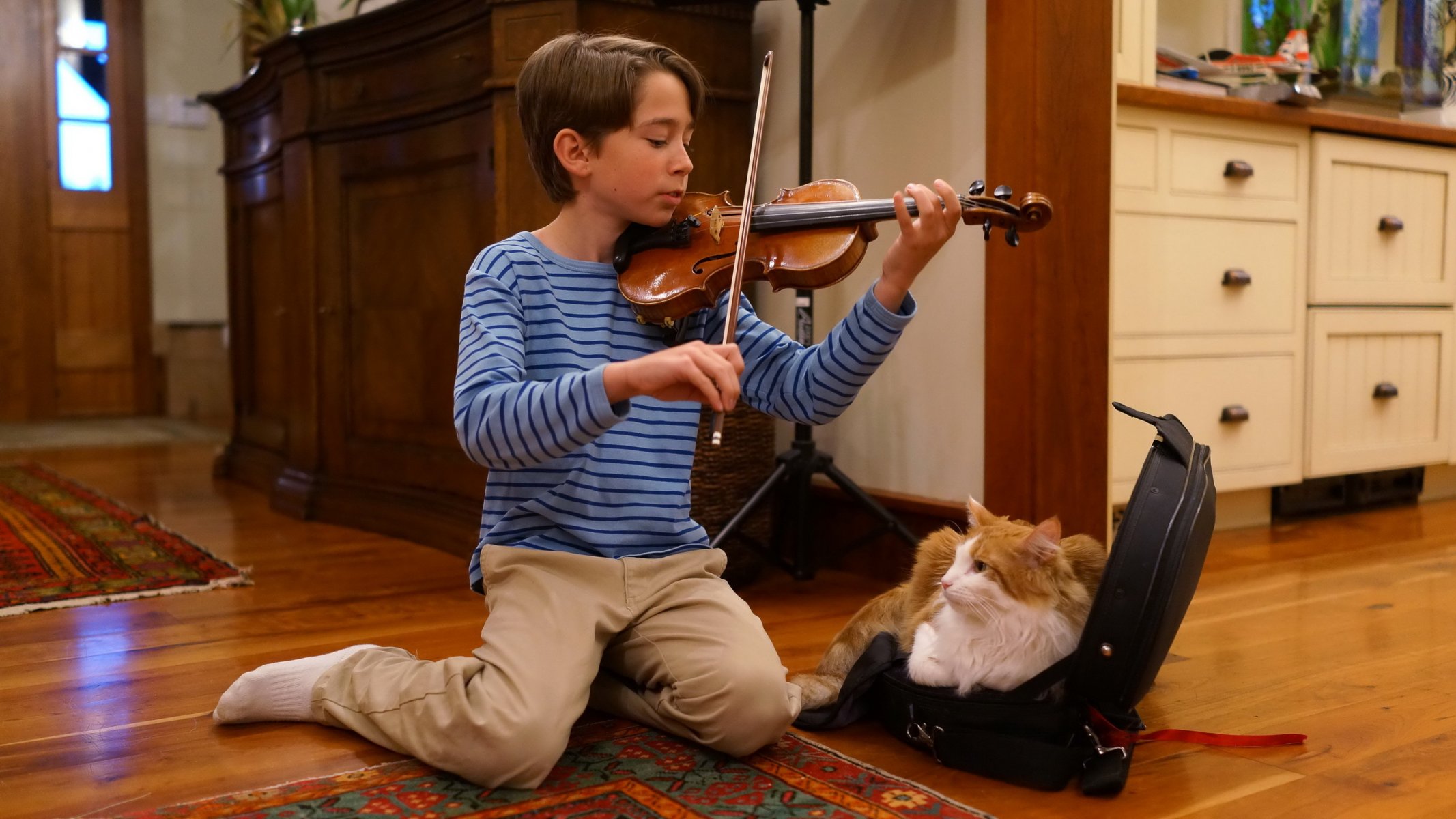 malamute gato amigo violín música estado de ánimo