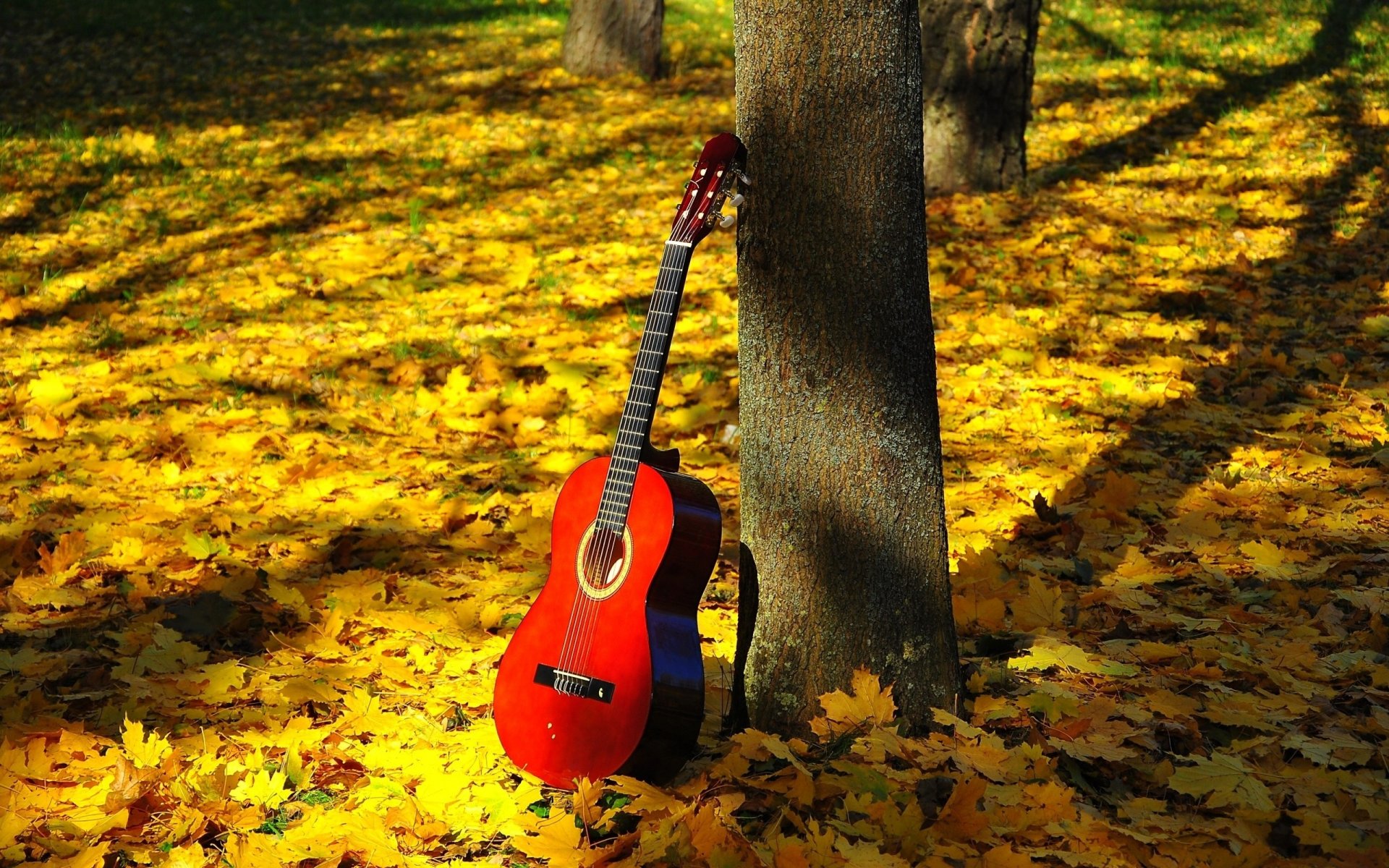 chitarra rosso tavola armonica tastiera tasti corde natura armonia luce ombra foresta albero tronco fogliame autunno foglie umore testi poesia stato ispirazione