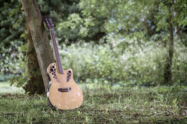 Guitare appuyée contre un tronc d arbre