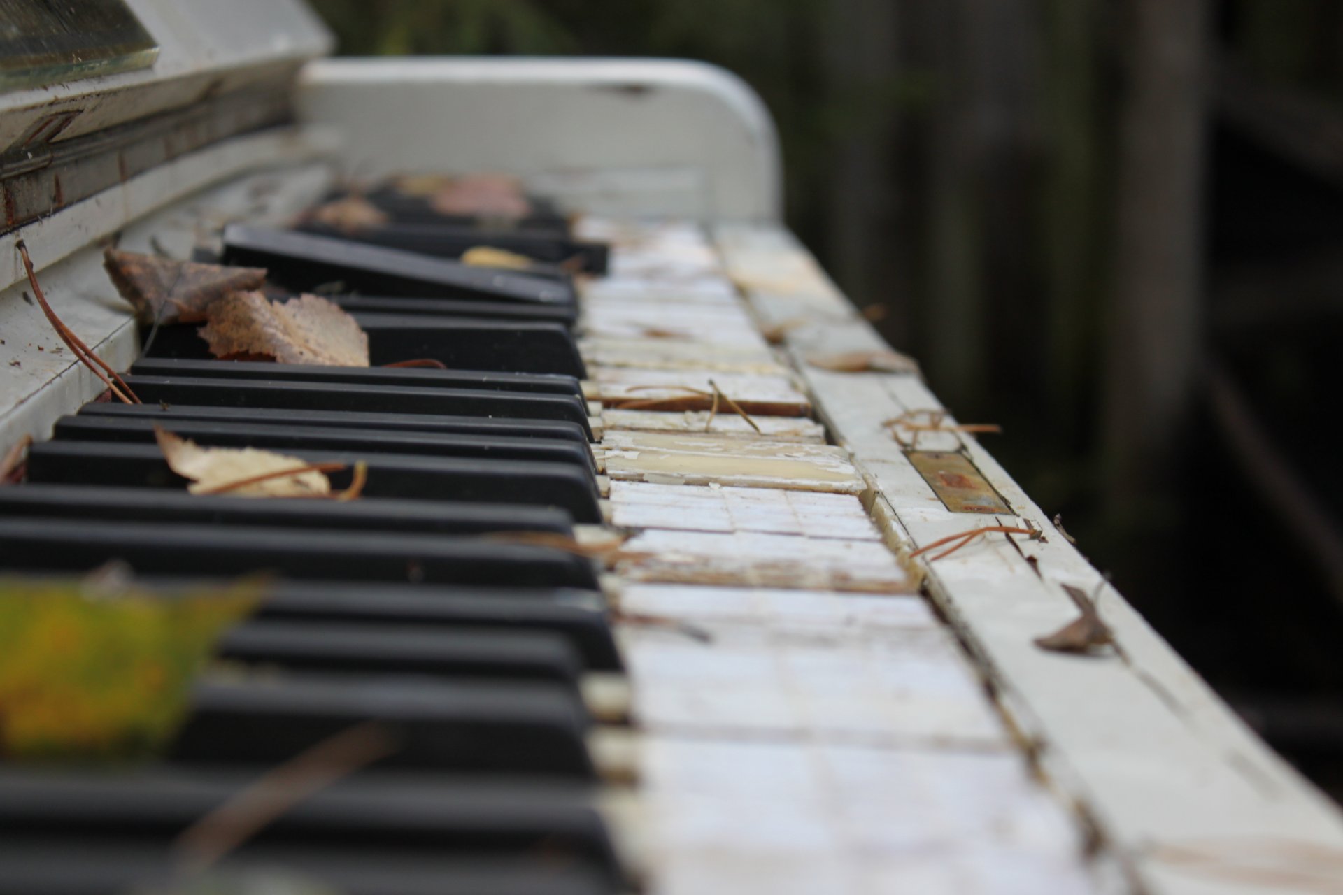 photo touches piano vieux cassé feuilles automne macro instrument de musique