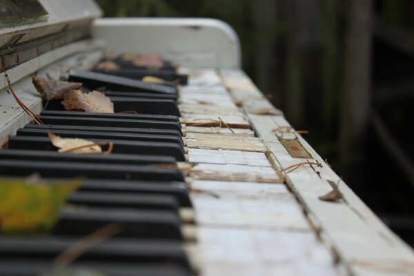 Feuilles sur une touche de piano dans la nature