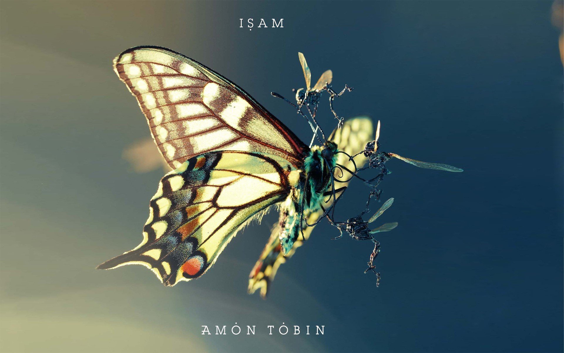 butterfly insects wrestling amon tobin