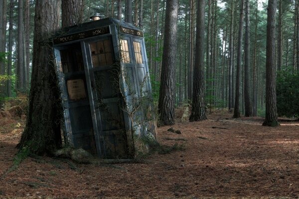 Cabine téléphonique bleue du TARDIS dans la forêt de pins