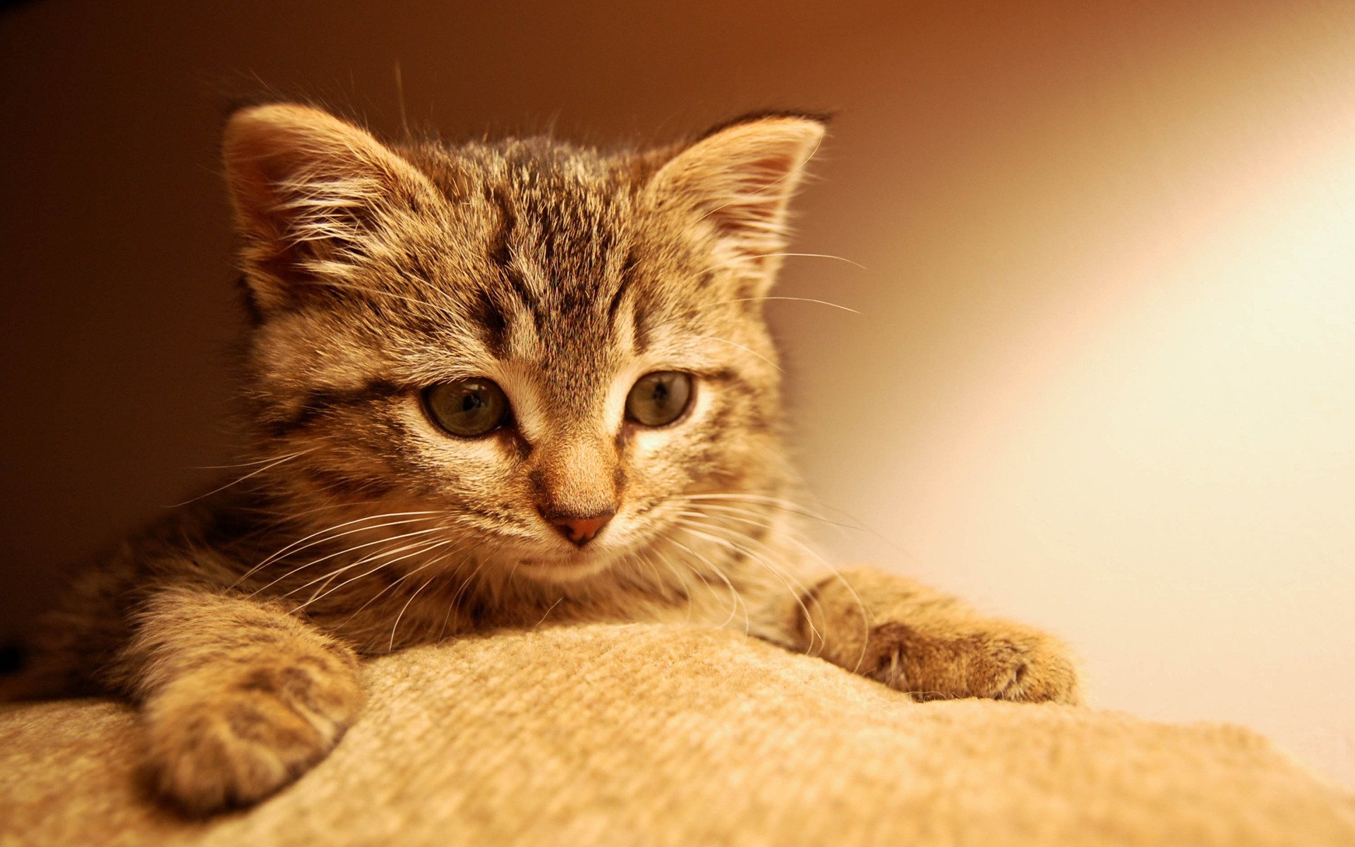 gatto gattino faccia zampe occhi sguardo