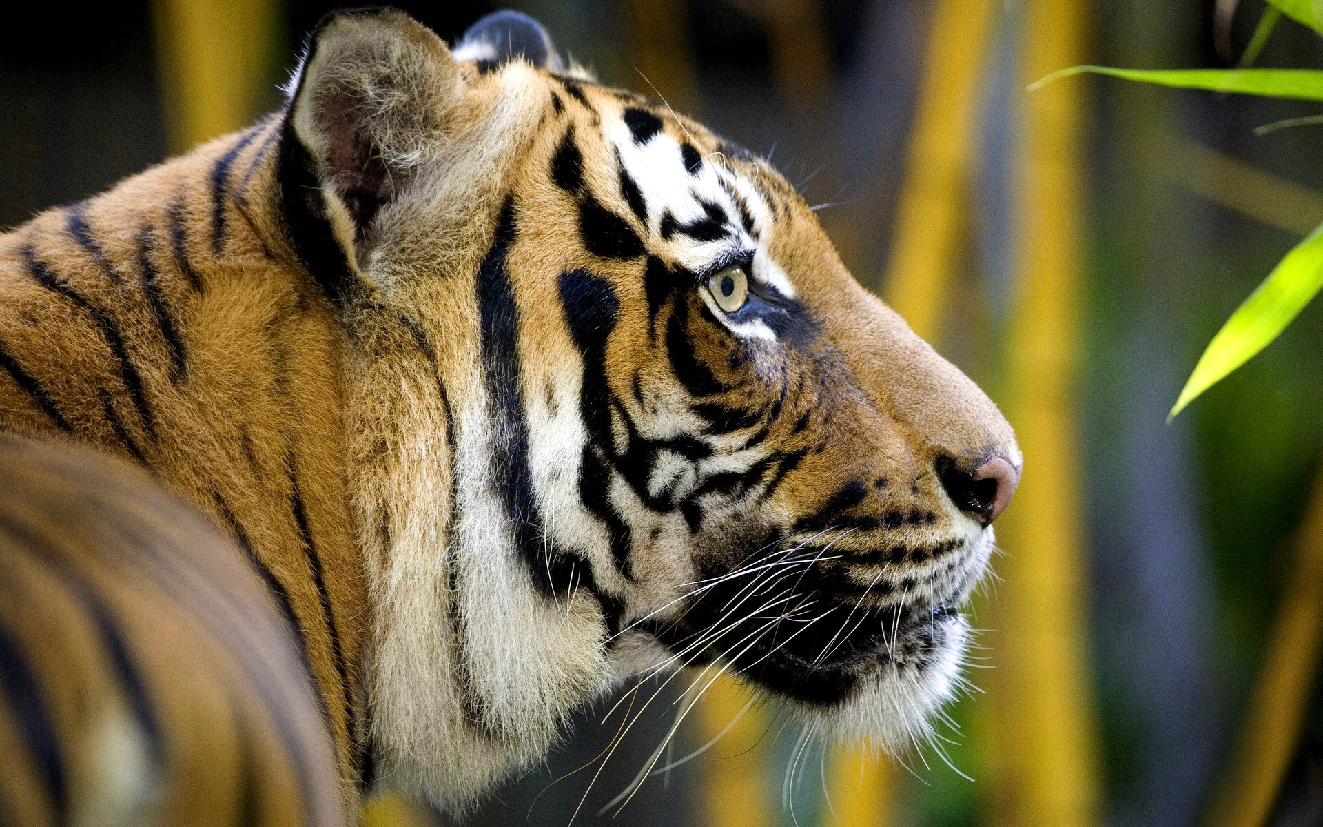 tier wild katze tiger raubtier kopf profil schnauze schnurrbart dschungel blätter bambus fell farbe wolle streifen