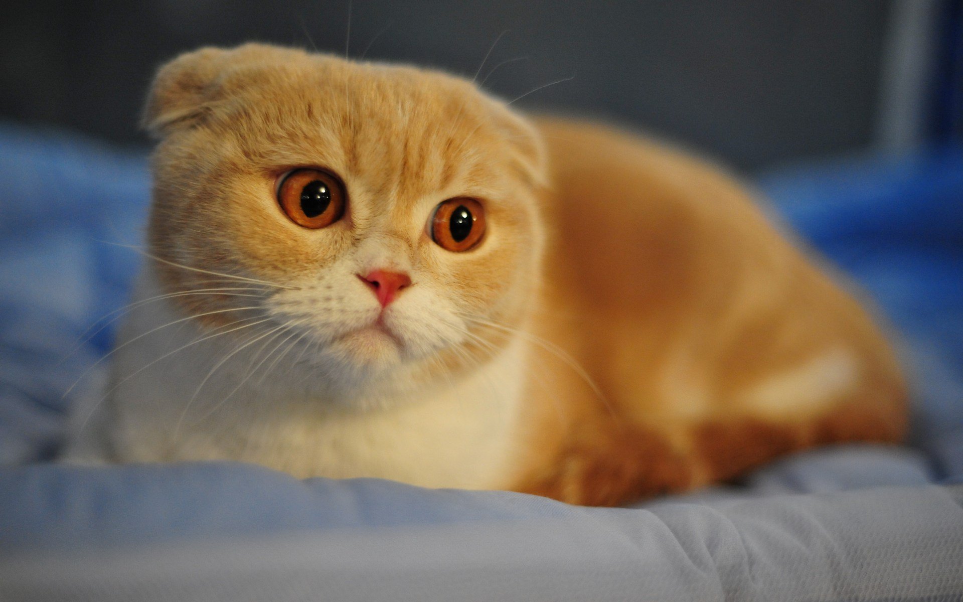 red white scottish fold cat breed macro muzzle face nose eyes ear