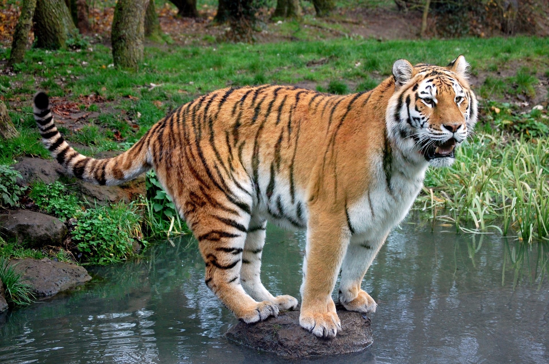 tigre depredador piedra arroyo