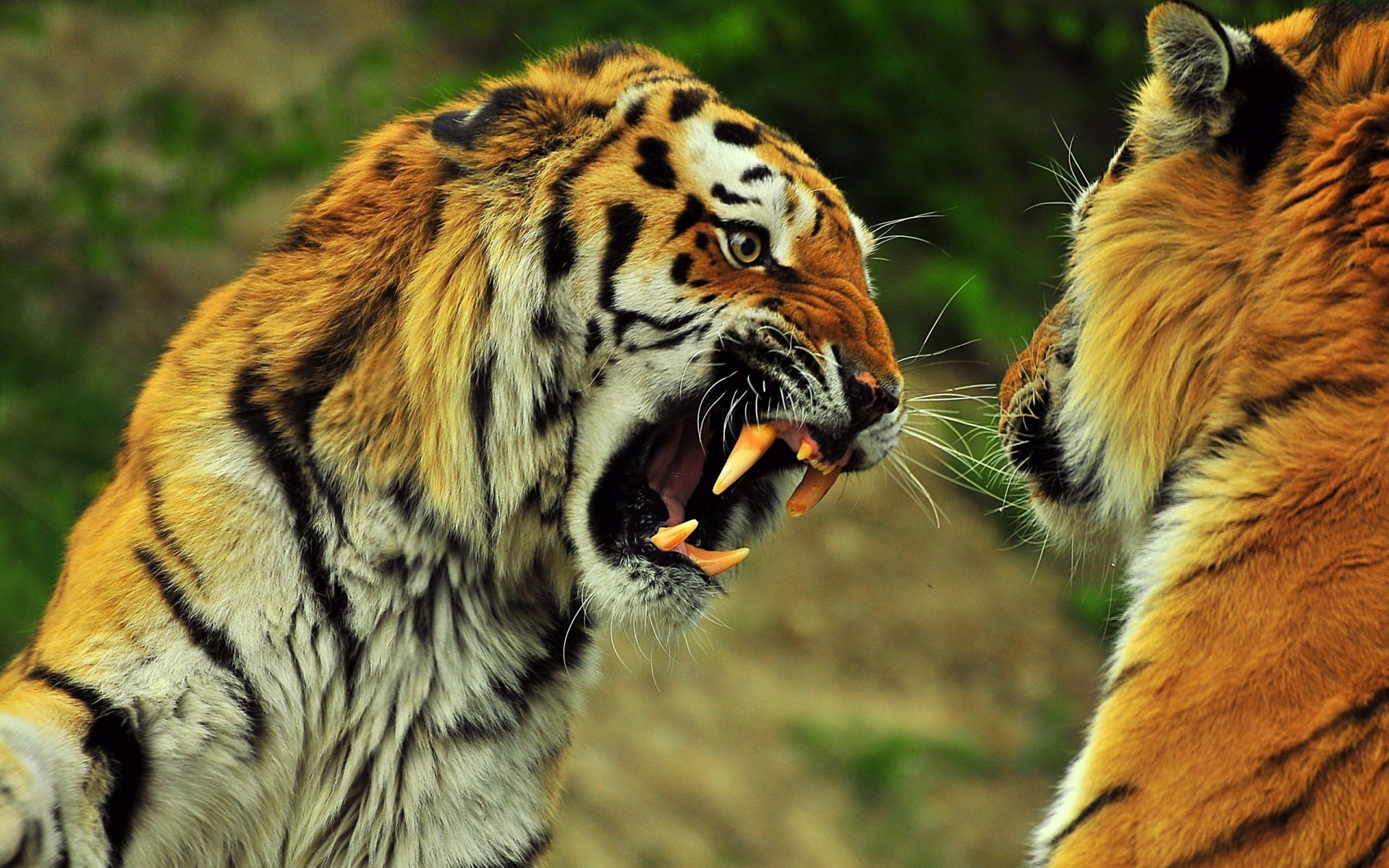 tiger streifen brüllen grinsen zähne rachen