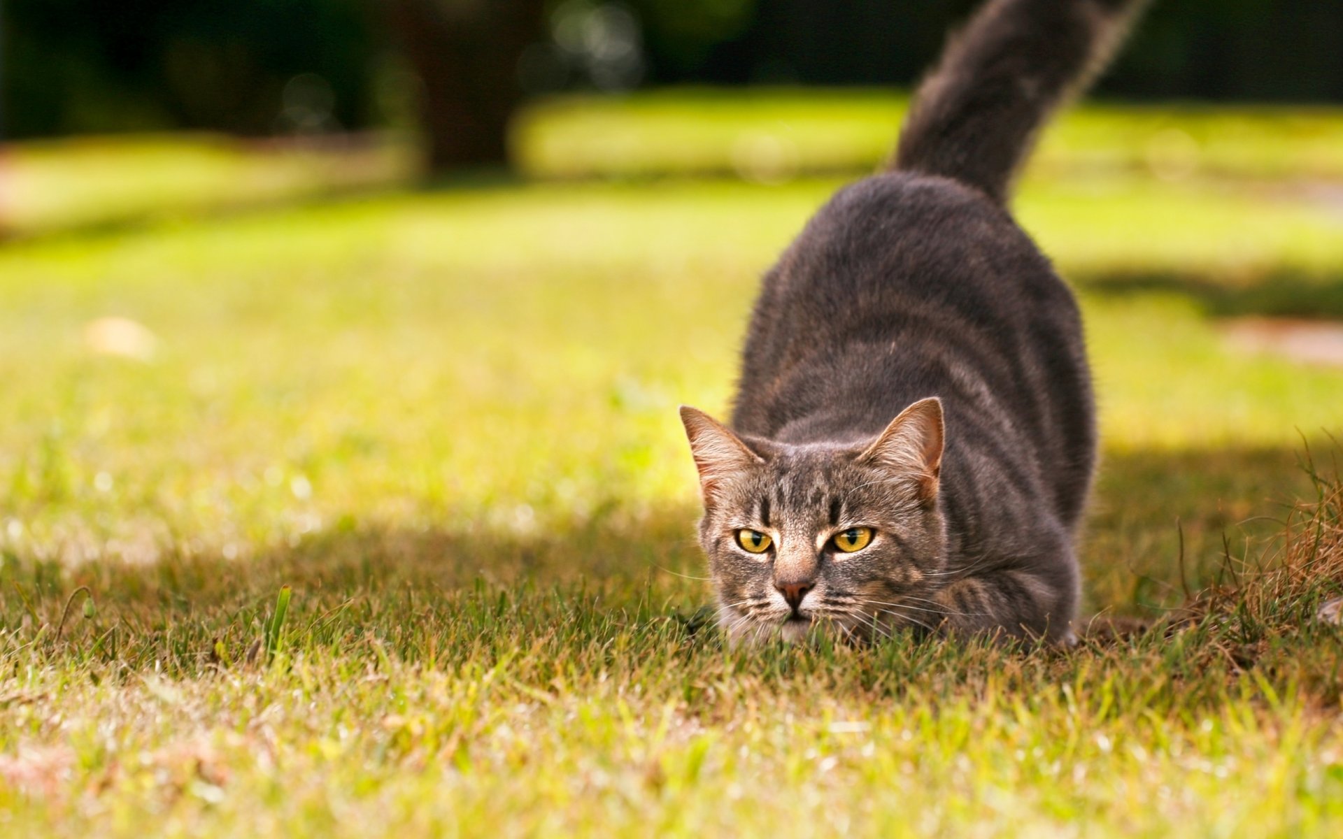 nature herbe soleil jour chat museau yeux couleur