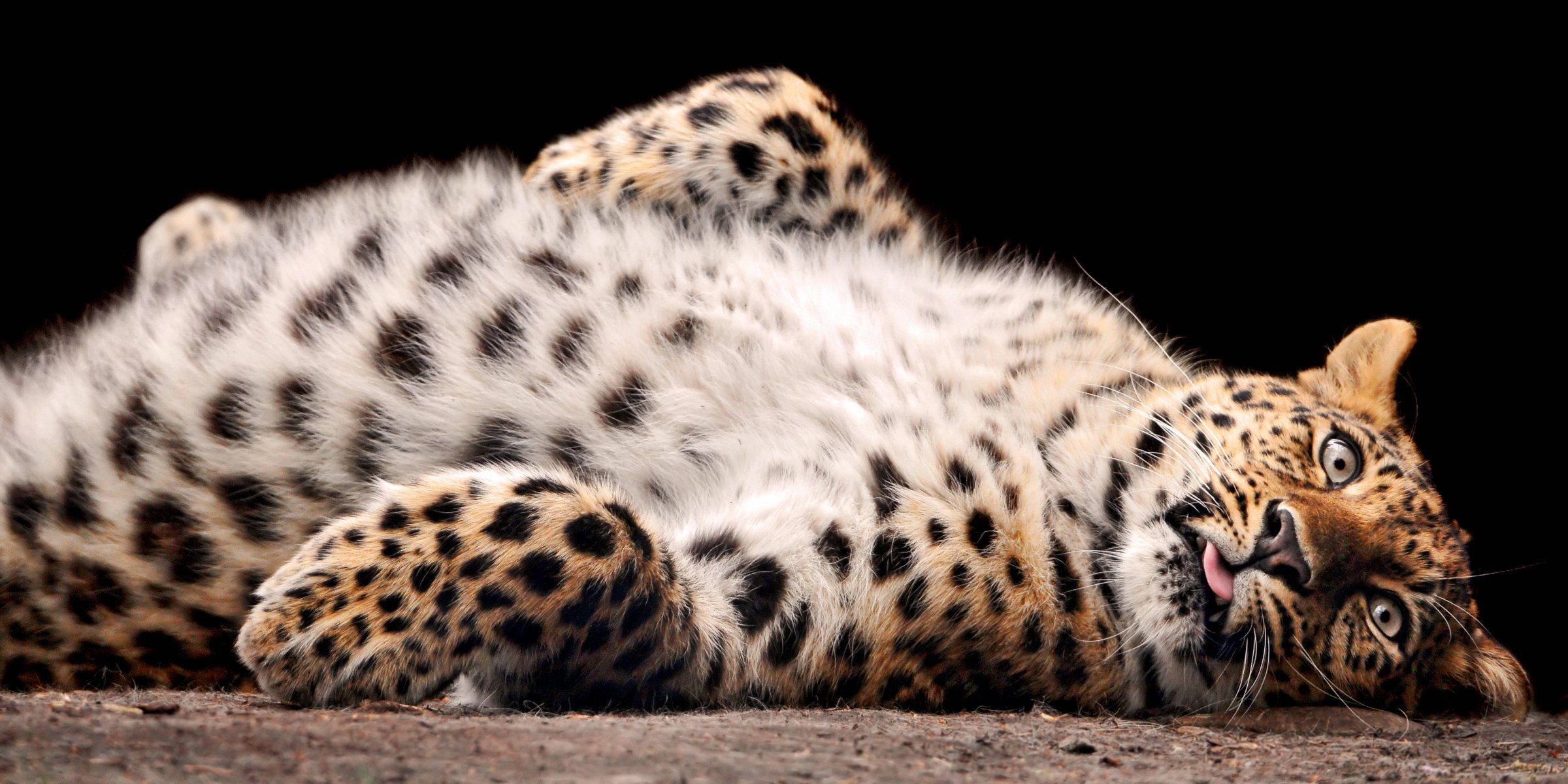 leopard brzuch fluffy