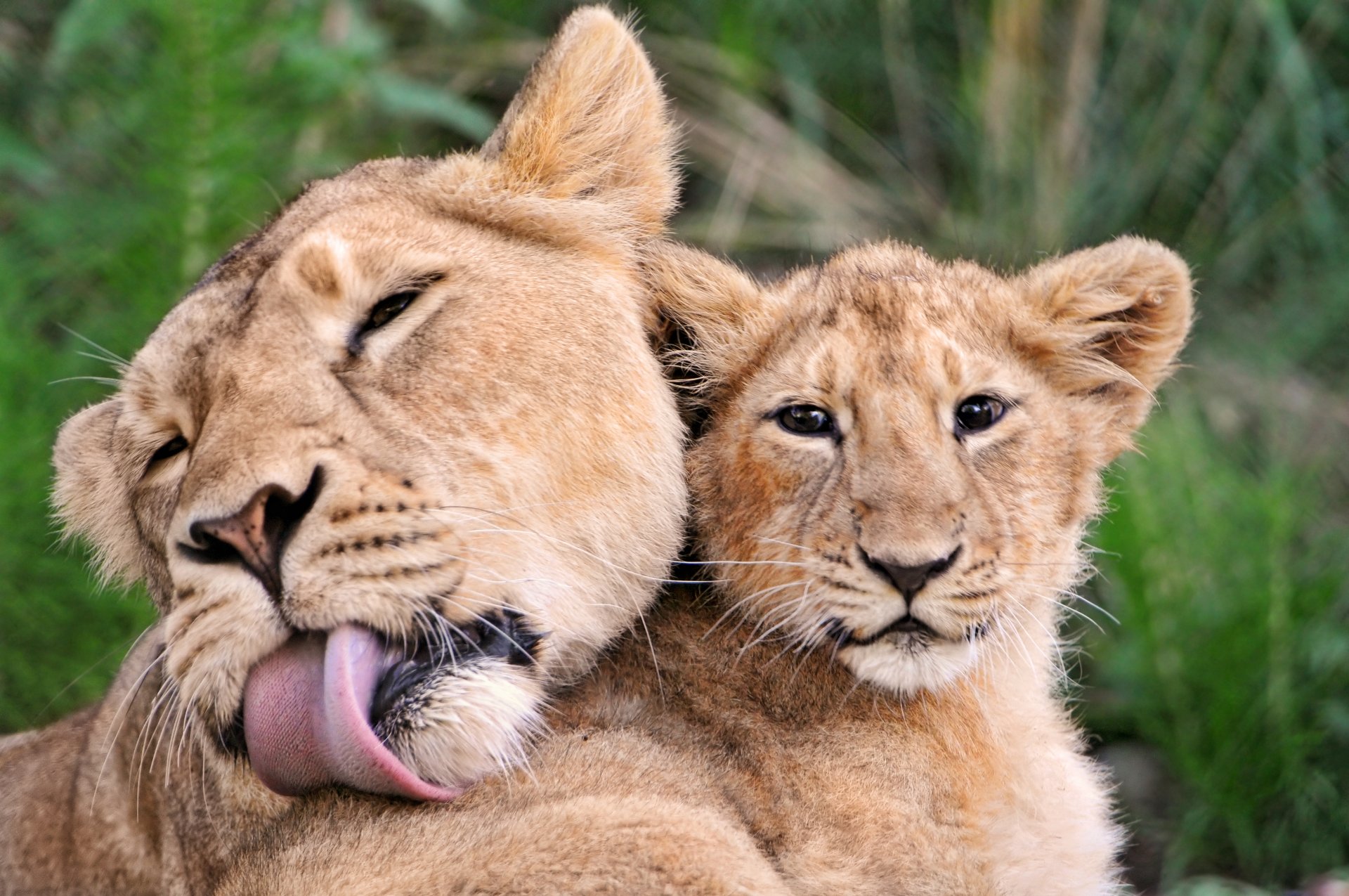 leones mamá gatito caricia ternura