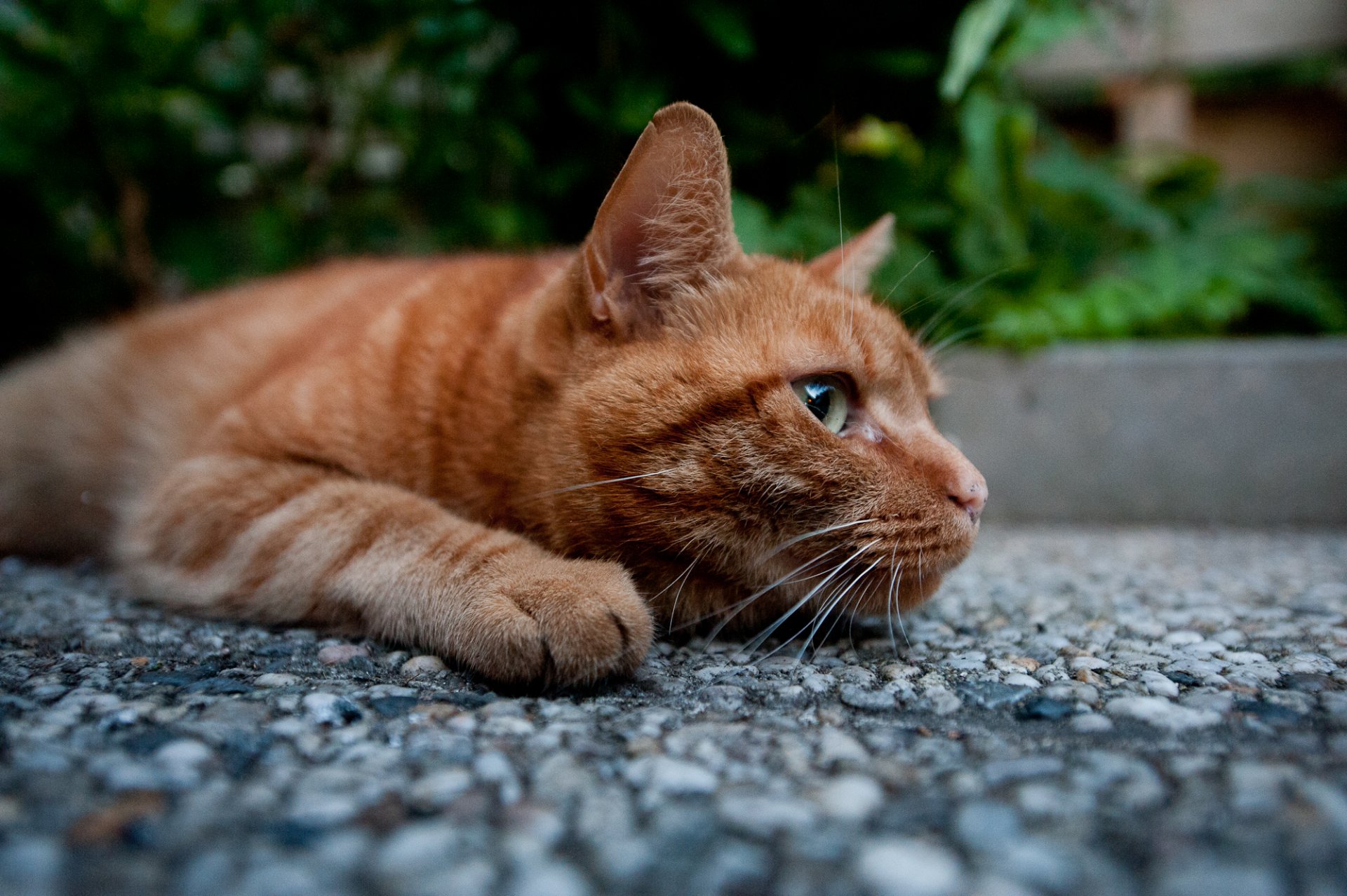 chat kote rousse pattes