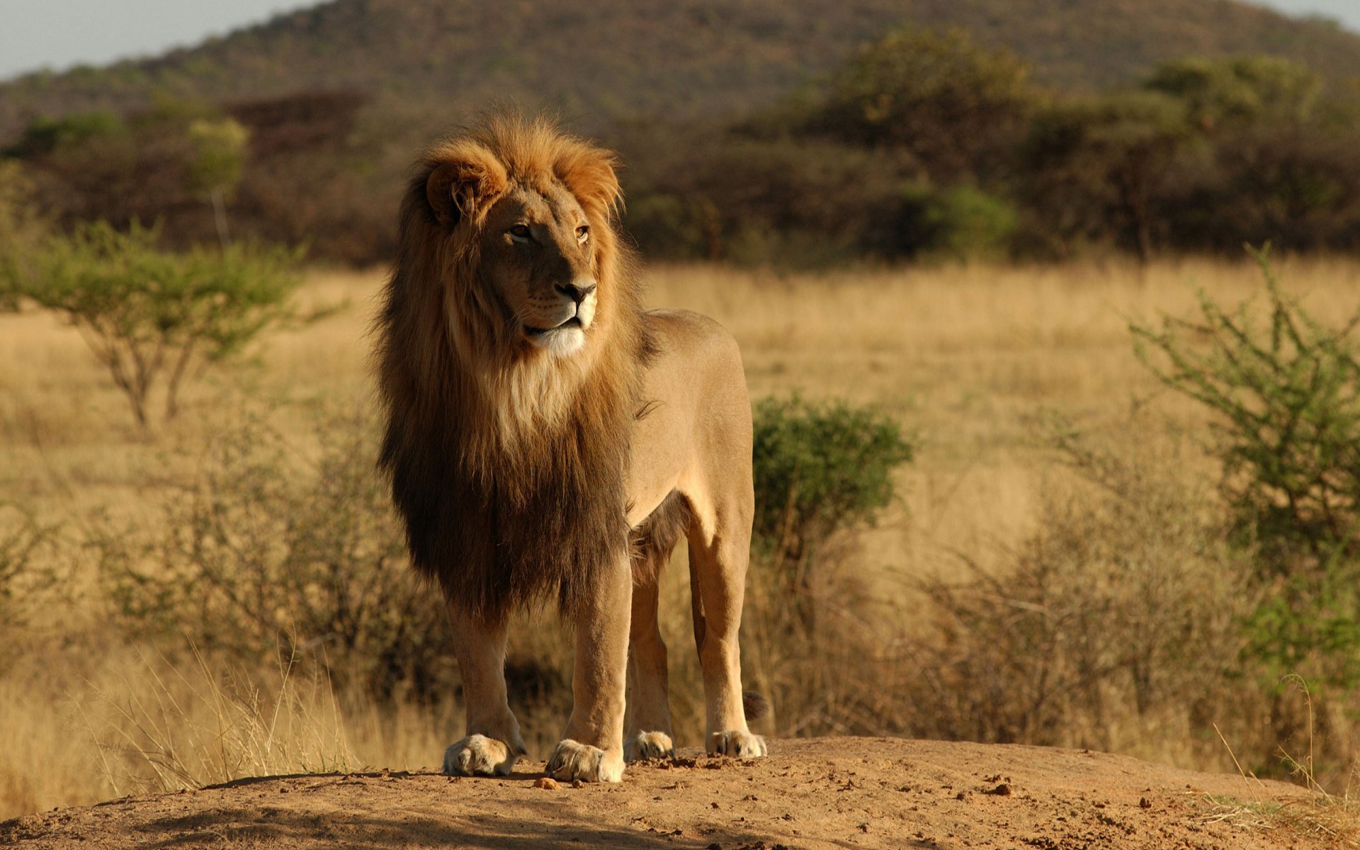 gatti selvatici animali leoni leone africa natura albero alberi