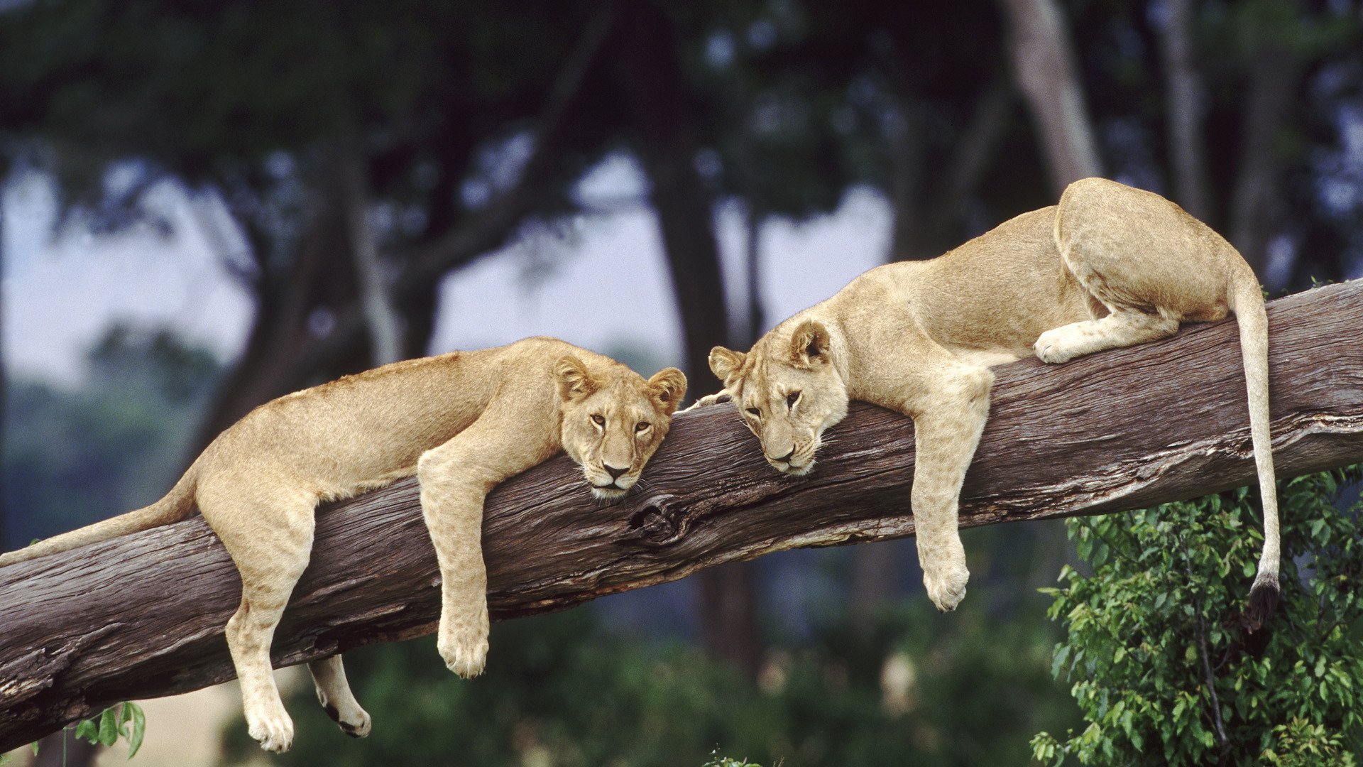 wildkatzen löwe löwen freizeit baum afrika tierwelt paar paare