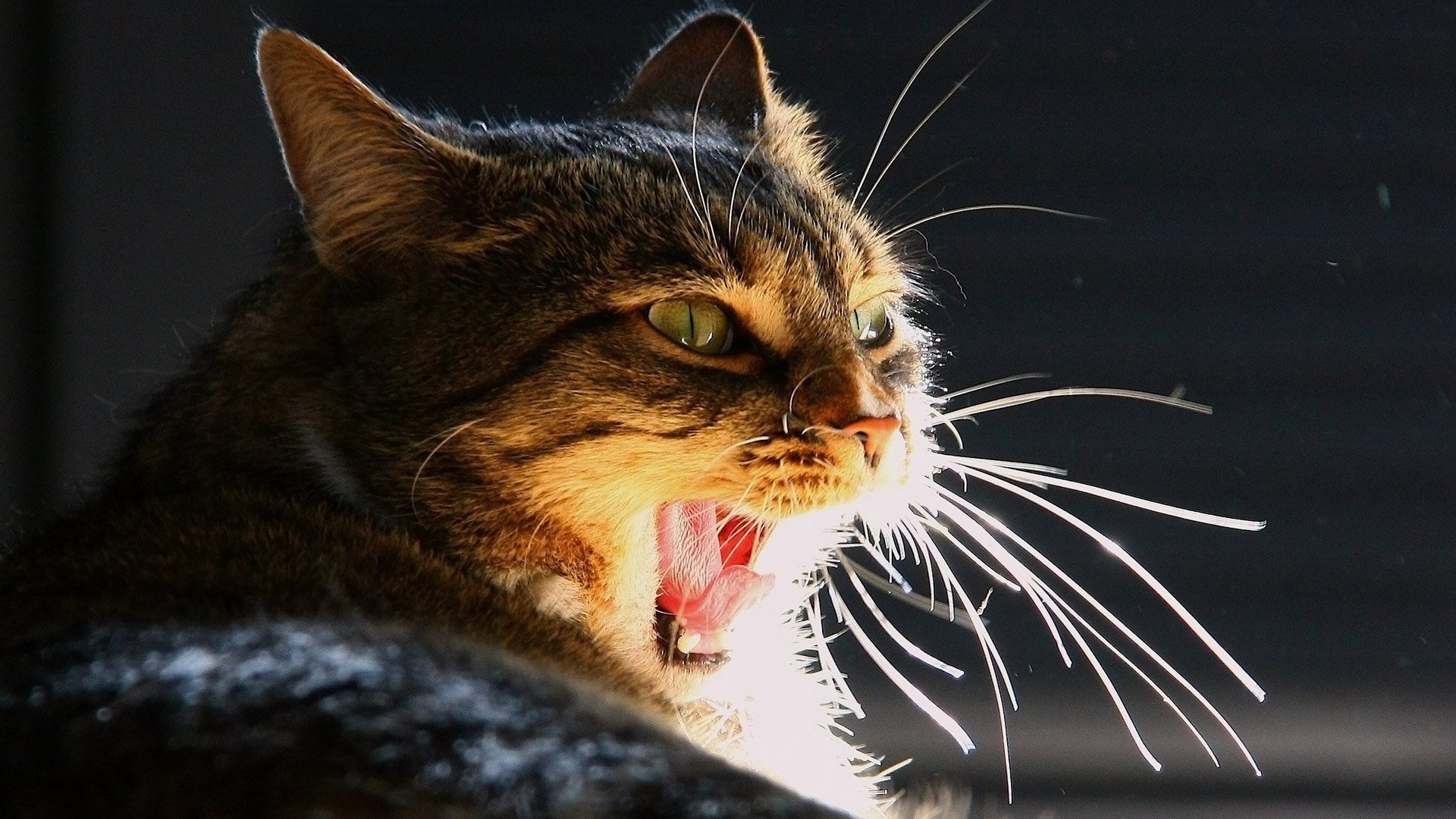 gato bostezos ojos bigote lengua luz